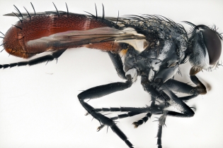 Focus Stacking