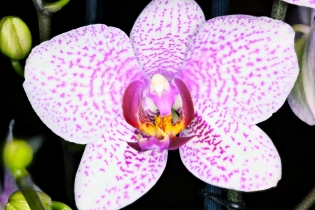 Flowers / Blumen