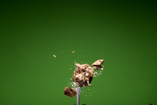 Walnusse / Walnuts