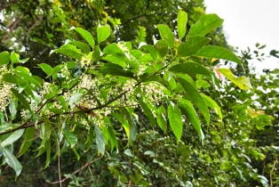 Gunung Raya
