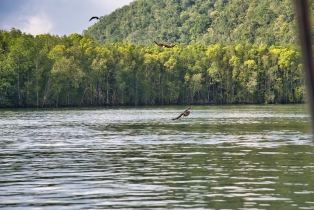 Mangrove