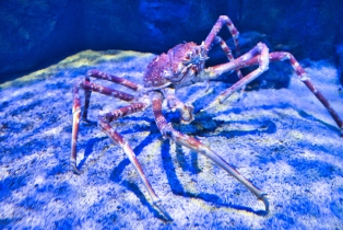 Underwater World