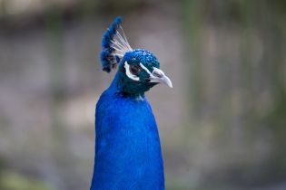Wildlife